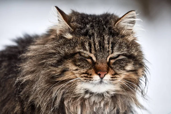 Cat porträtt. rufsig katt på den första dagen av våren — Stockfoto