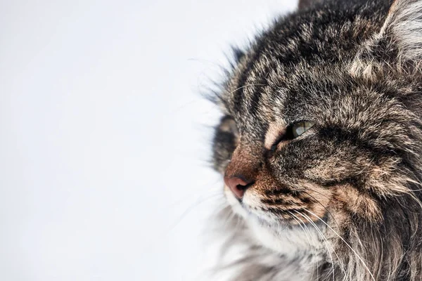 Retrato de gato. gato desgrenhado no primeiro dia da primavera — Fotografia de Stock