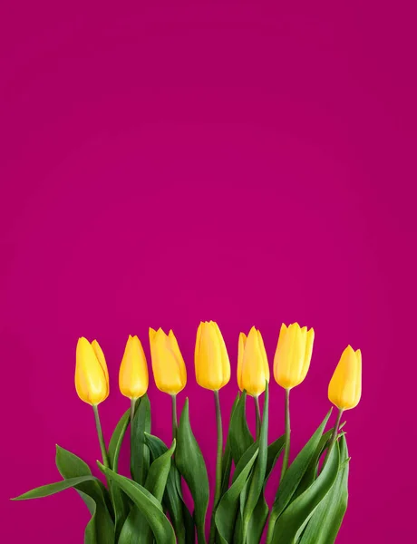 Tulipas amarelas em um fundo rosa — Fotografia de Stock