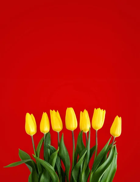 Tulipas amarelas em um fundo vermelho — Fotografia de Stock