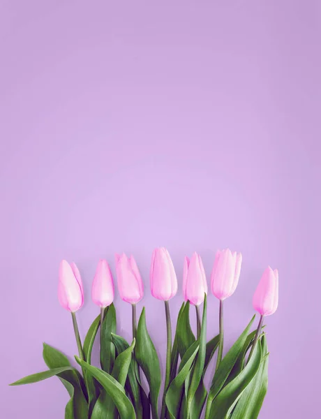 Suaves tulipanes rosados suaves sobre fondo rosa pastel — Foto de Stock