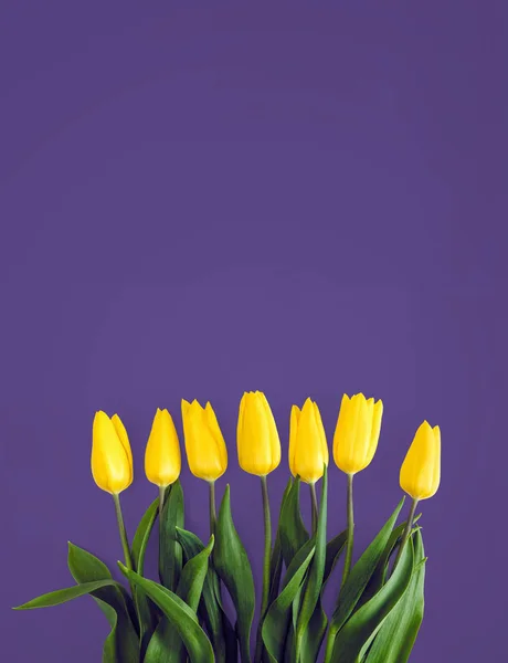 Tulipes jaunes sur fond ultraviolet — Photo