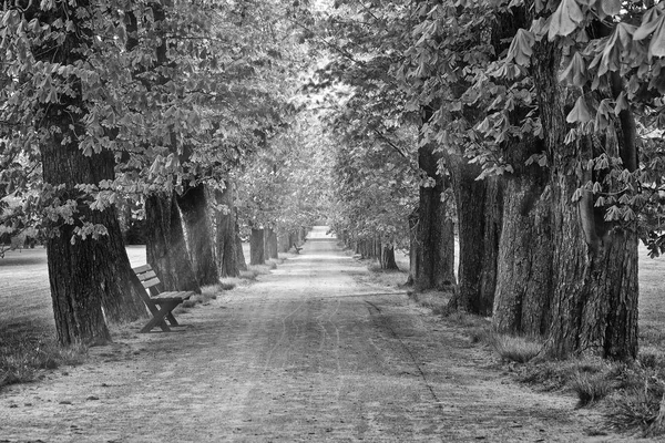 Alley in the Park in Sun Ray. Un sentiero pedonale. grandi alberi e panchine. Percorso a piedi nel verde del parco — Foto Stock