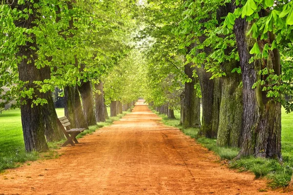 Callejón en el parque en los rayos del sol. Un sendero. grandes árboles y bancos. Sendero para caminar en el paisaje verde del parque —  Fotos de Stock