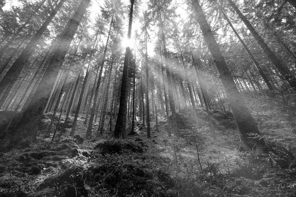 Great Forest, Fairytale forest in Sun rays, Walking in Czech Switzerland National Park — Stock Photo, Image