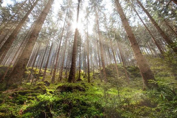 Great Forest, pohádkový les v slunci paprsky, procházky v národním parku České Švýcarsko — Stock fotografie
