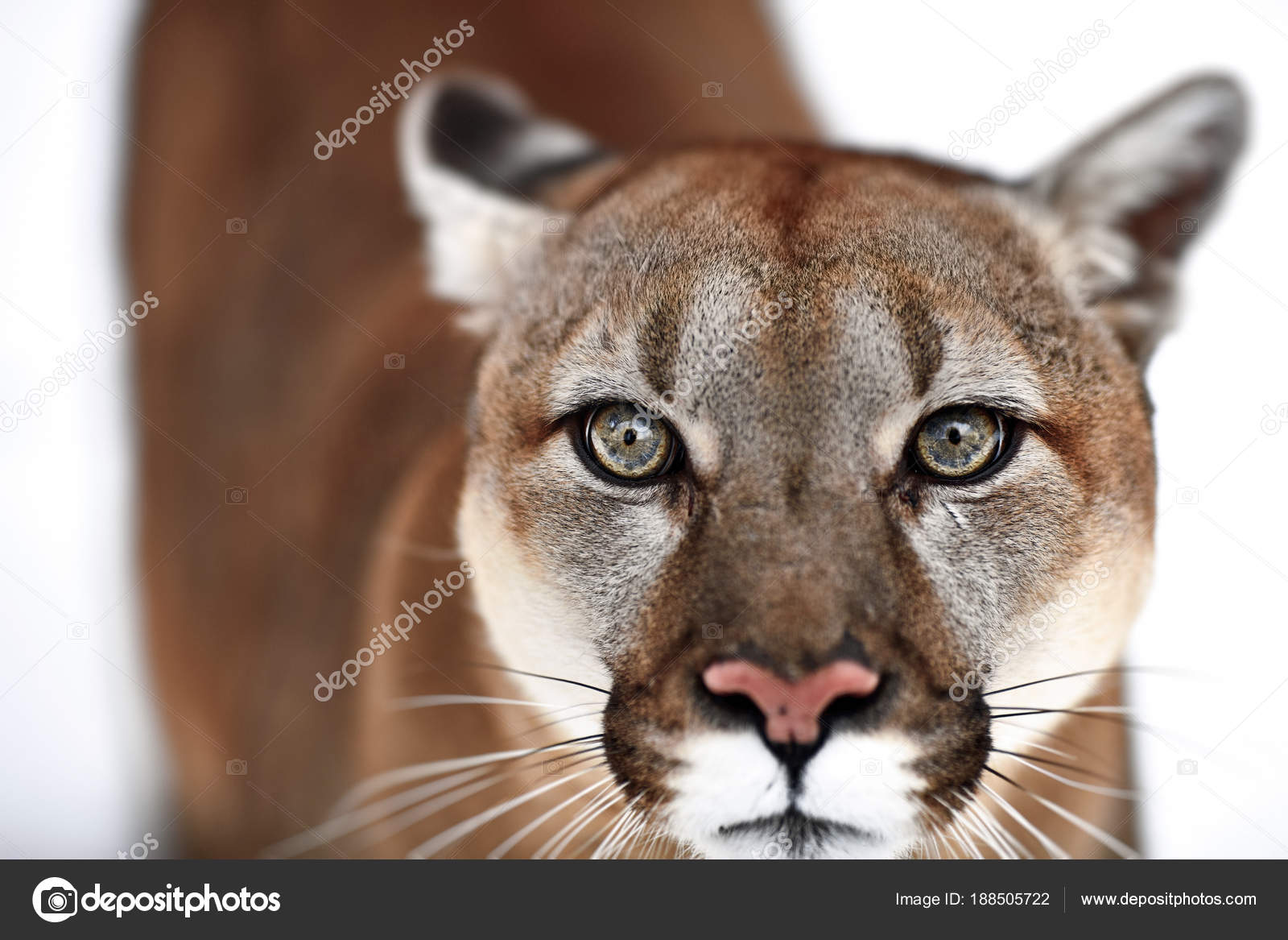 Un puma cougar top