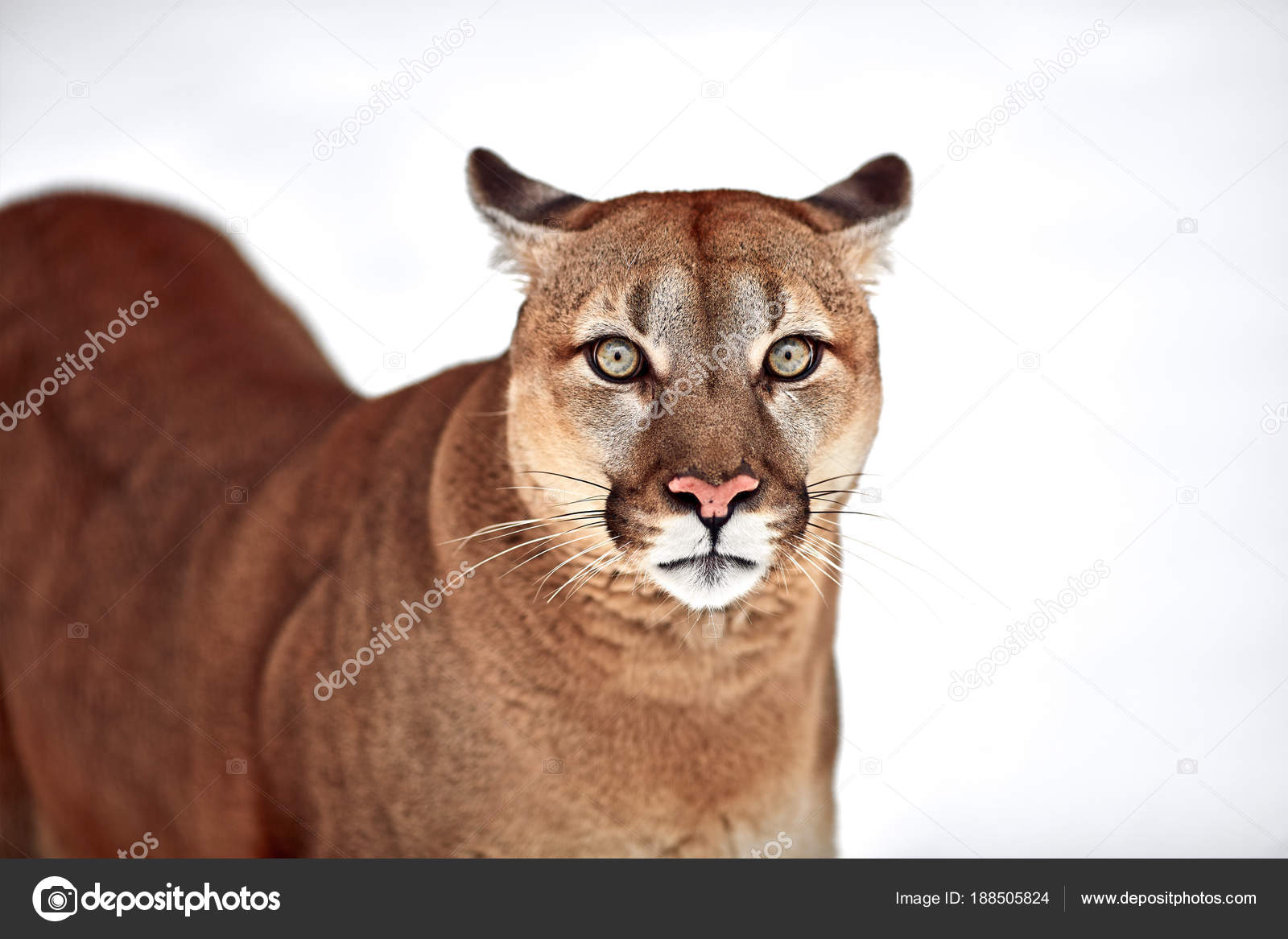 Canadian Cougar. mountain lion 