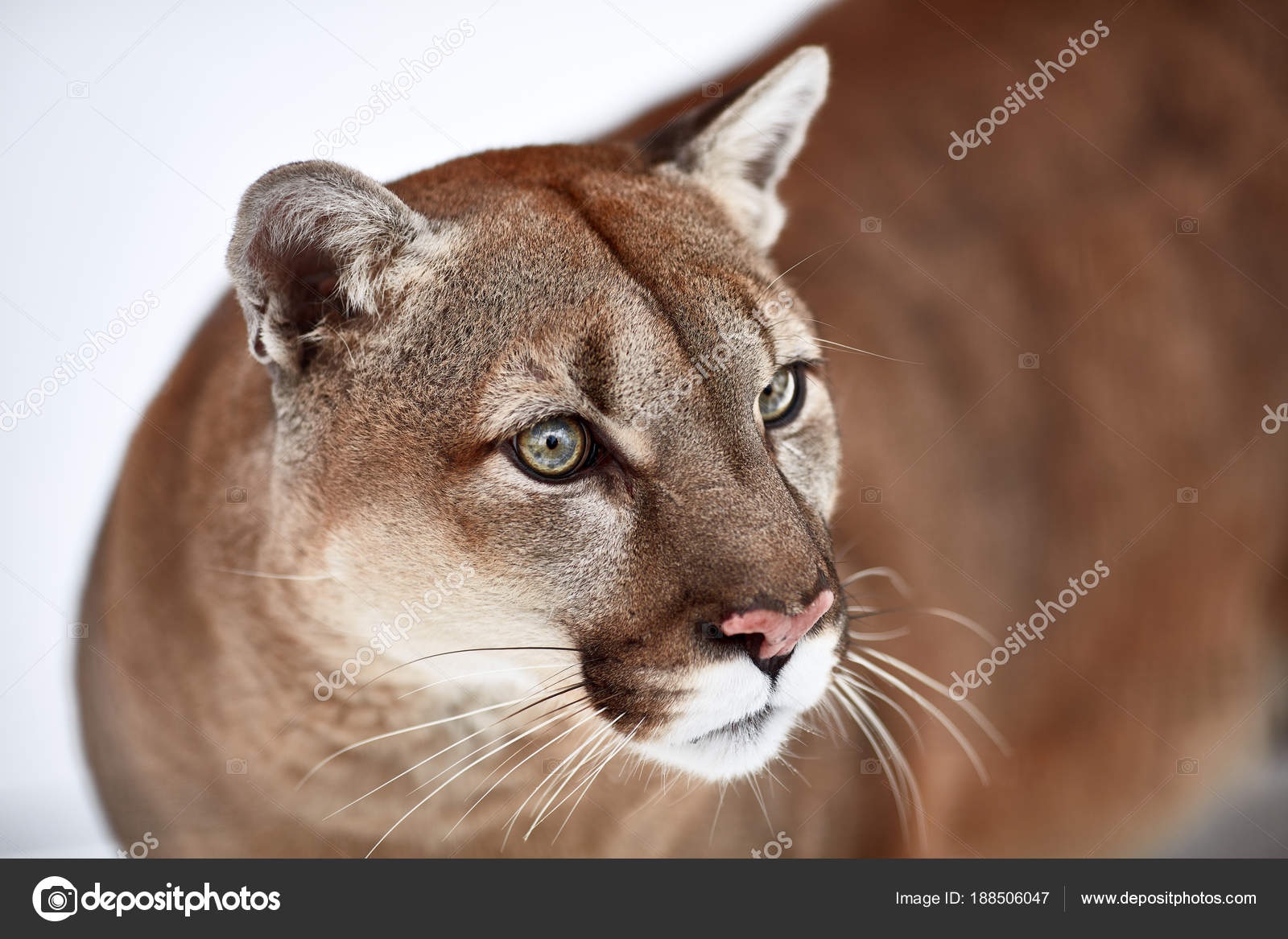 canadian puma