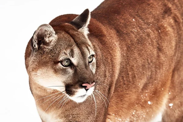 Krásný portrét kanadského puma. Puma, puma, zimní scéna v lese. divoké Ameriky — Stock fotografie