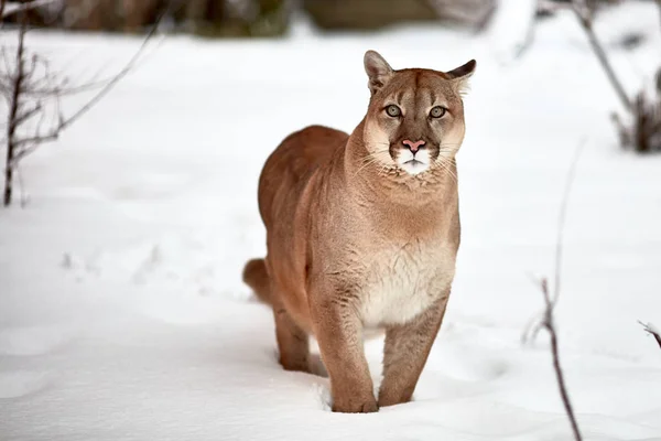 Piękny portret kanadyjski Cougar. Puma, puma, zimowa scena w lesie. dzikość Ameryka — Zdjęcie stockowe