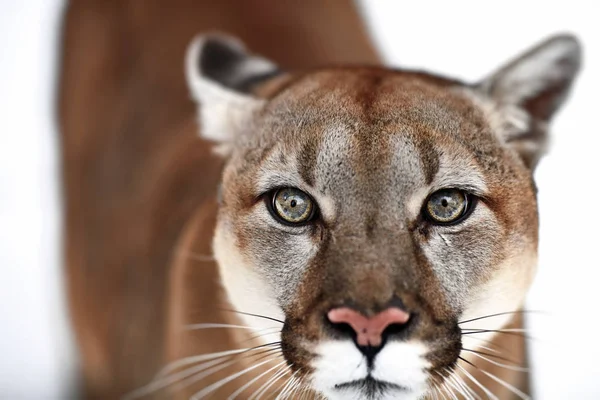 A kanadai Cougar gyönyörű portréja. hegyi oroszlán, puma, téli táj az erdőben. kicsapongó élet Amerikában — Stock Fotó