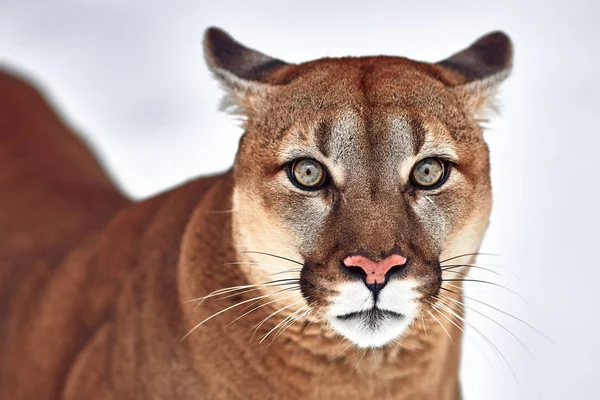 A kanadai Cougar gyönyörű portréja. hegyi oroszlán, puma, téli táj az erdőben. kicsapongó élet Amerikában — Stock Fotó