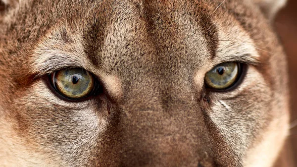 Belo retrato de um canadense Cougar. leão da montanha, puma, pantera, cena de inverno na floresta. vida selvagem América — Fotografia de Stock