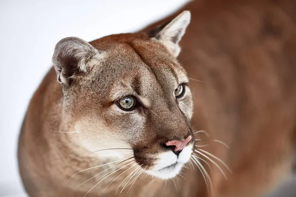 A kanadai Cougar gyönyörű portréja. hegyi oroszlán, puma, panther, téli táj az erdőben. kicsapongó élet Amerikában — Stock Fotó