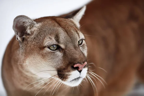 A kanadai Cougar gyönyörű portréja. hegyi oroszlán, puma, panther, téli táj az erdőben. kicsapongó élet Amerikában — Stock Fotó