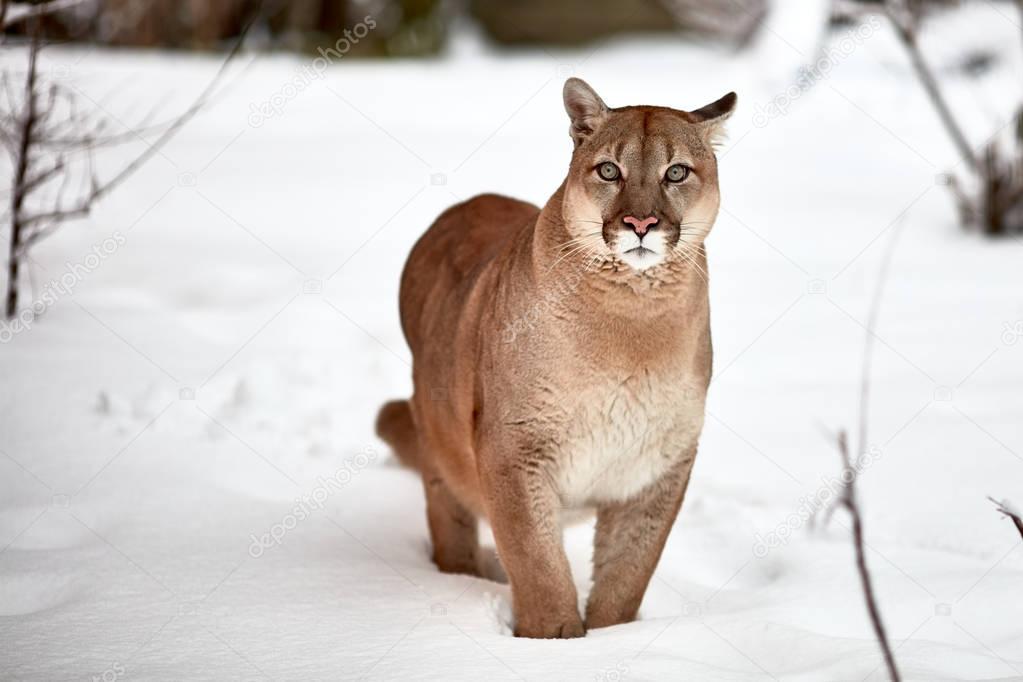 Puma canada animal hot sale