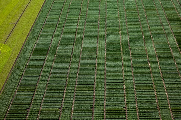 Vista aérea de parcelas agrícolas con surcos y tierras verdes — Foto de Stock