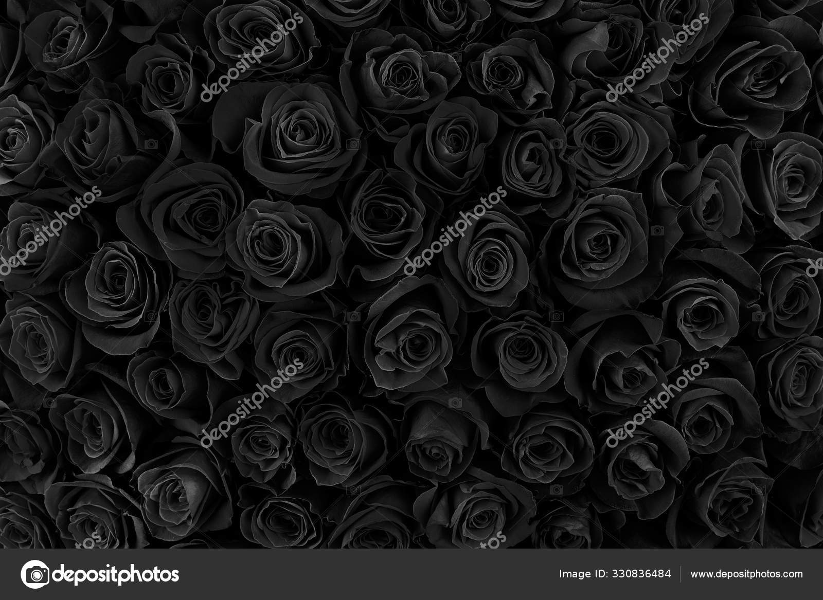Beautiful black roses. floral background Stock Photo by ©Baranov_Evgenii 330836484