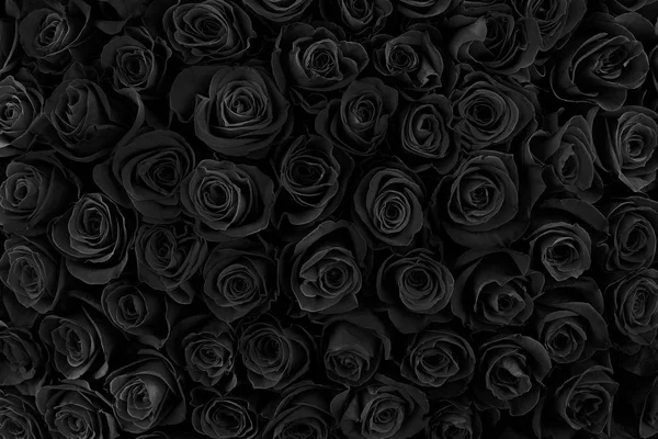 Belles roses noires. fond floral — Photo