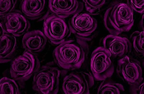 Beautiful purple roses background. Color of the holiday. — Stock Photo, Image