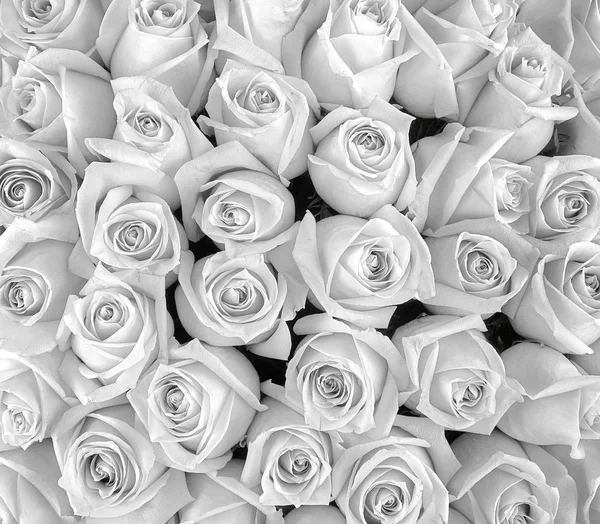 白いバラの背景。休日の色。女性への贈り物. — ストック写真