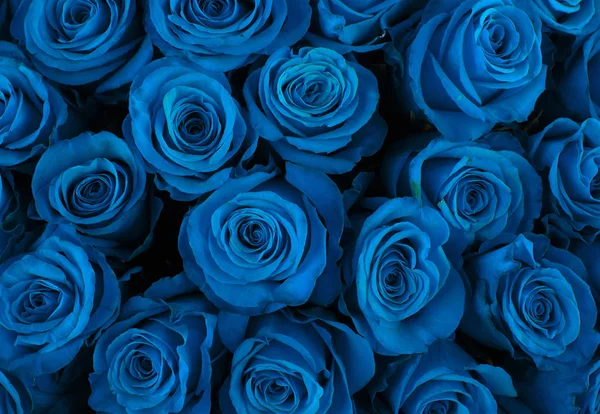 Bellissime rose blu sfondo . — Foto Stock