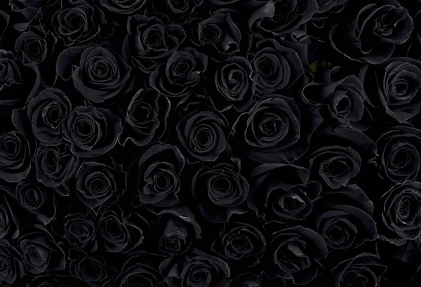 Beautiful black roses. floral background — Stock Photo, Image