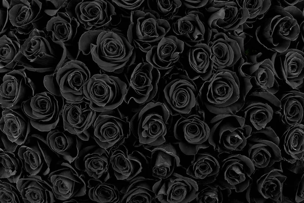 Vackra svarta rosor. blommig bakgrund — Stockfoto