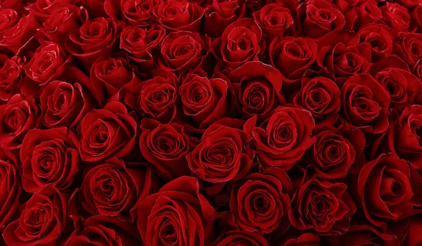 Natürliche rote Rosen Hintergrund. Farbe des Feiertags. — Stockfoto