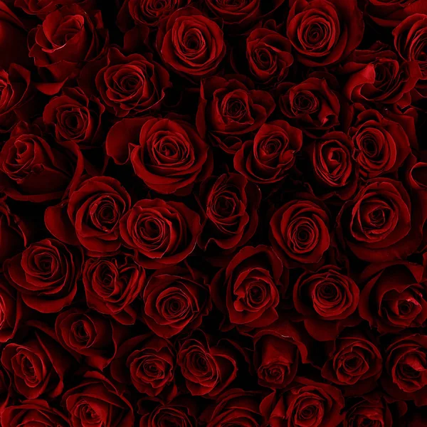 Naturliga röda rosor bakgrund. Färg på semestern. — Stockfoto
