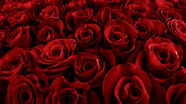 Natural red roses background. Color of the holiday.