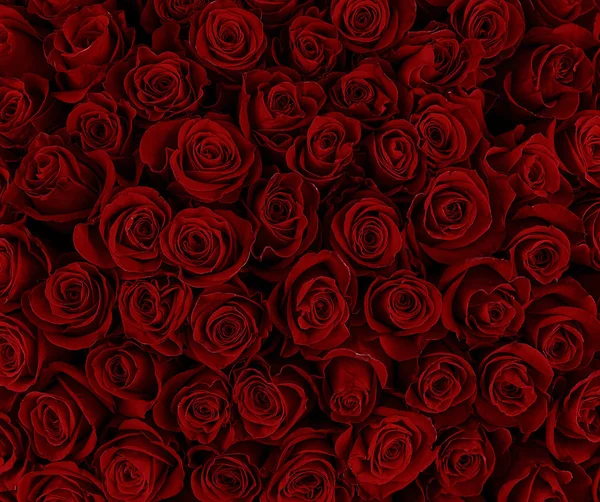 Fundo de rosas vermelhas naturais. Cor do feriado . — Fotografia de Stock