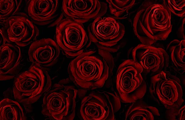 Natural red roses background. Color of the holiday.