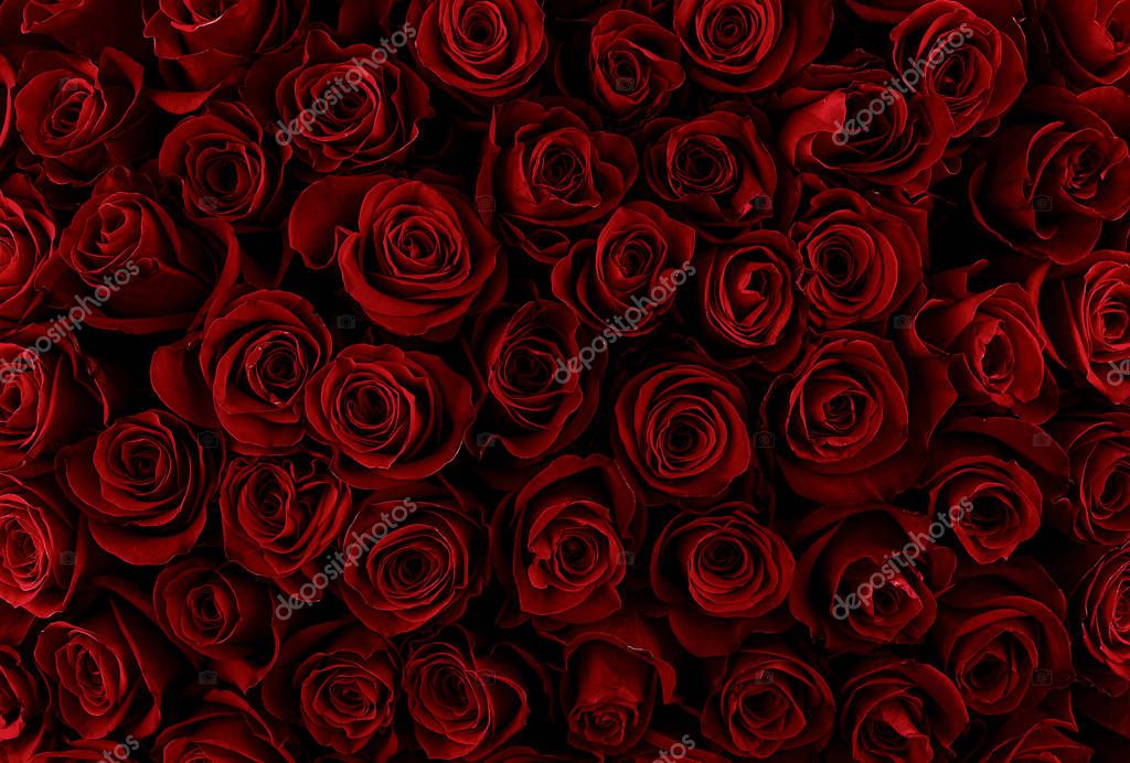 Fondo de rosas rojas naturales. Color de las vacaciones. 2024