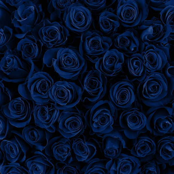 Bellissime rose blu sfondo. Classico colore blu . — Foto Stock