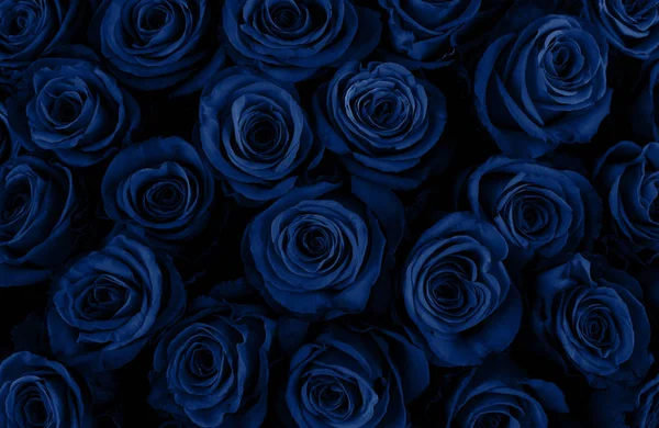 Gyönyörű kék rózsa háttér. Klasszikus kék szín. — Stock Fotó