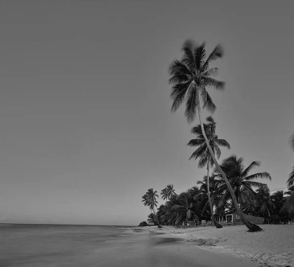 Paradise Beach Tropický Ráj Bílý Písek Pláž Palmy Čistá Voda — Stock fotografie