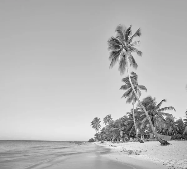 Paradise Beach Trópusi Paradicsom Fehér Homok Tengerpart Pálmafák Tiszta Víz — Stock Fotó