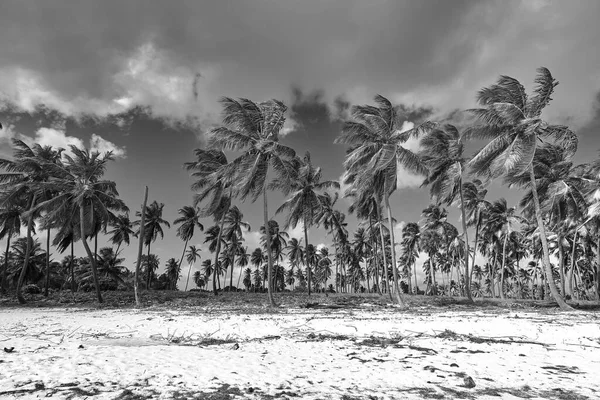 Tropikal Ada Kumsal Manzarası — Stok fotoğraf