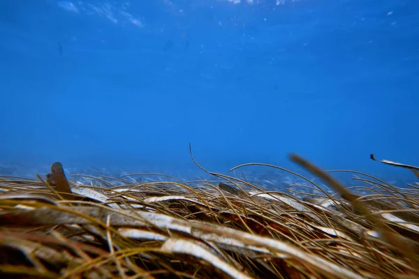 Monde Sous Marin Océan Tropical Transparent Surface Eau Mer Encore — Photo