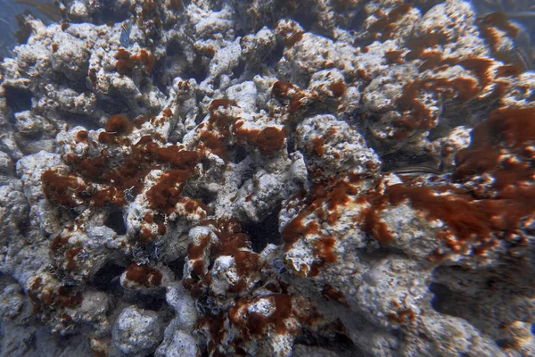 Onderwaterwereld Tropische Transparante Oceaan Nog Steeds Rustig Zeewater Oppervlak Met — Stockfoto