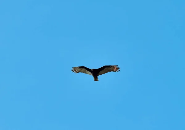 Vulture Turkey Cathartes Aura Scavenger Sky — Stock Photo, Image