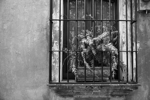 Blume Hinter Gittern Detail Kolonialer Architektur Typischer Kolonialstil Santo Domingo — Stockfoto