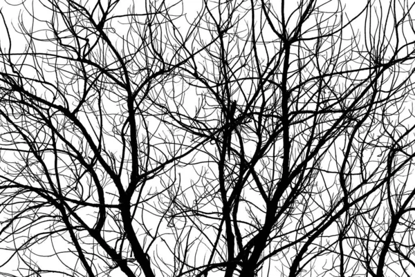 Гілки Дерев Контур Гілок Абстрактним Тлом — стокове фото