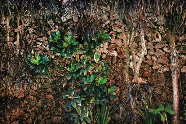 Plantas Contra Una Pared Piedra Patio Estilo Caribeño — Foto de Stock
