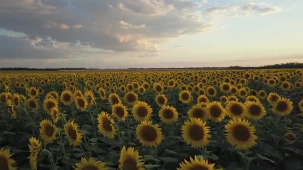 Flying Field Flowering Sunflowers Agriculture Aerial View Raw Video — Stock Video