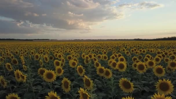 Çiçek Açan Ayçiçeği Tarlasının Üzerinde Uçuyor Tarım Hava Manzarası Ham — Stok video