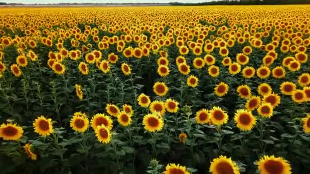 Voando sobre um campo de girassóis floridos. campo de girassóis ao pôr-do-sol — Vídeo de Stock