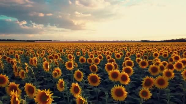 Flyger över ett fält av blommande solrosor. fält av solrosor vid solnedgången — Stockvideo